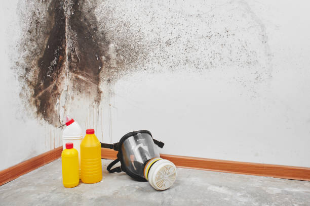 Best Emergency Mold Removal  in Madison, NJ