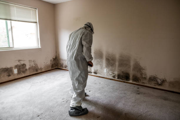 Mold Testing and Removal in Madison, NJ